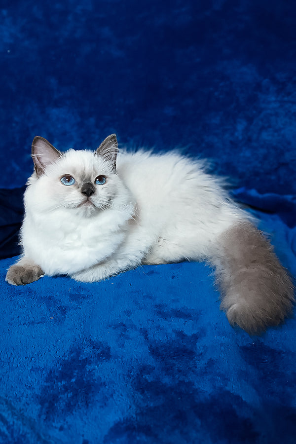 Gerda | Siberian Kitten