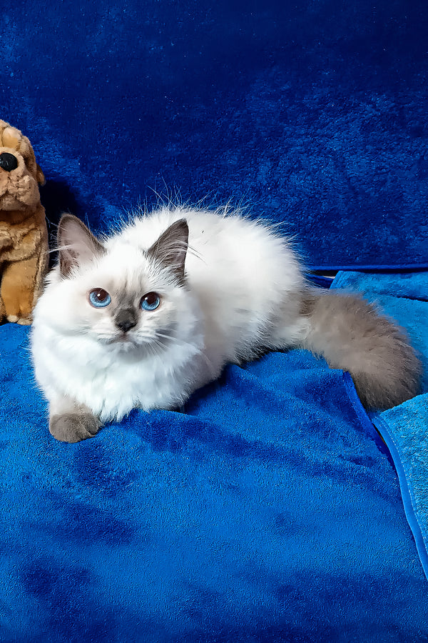 Gerda | Siberian Kitten