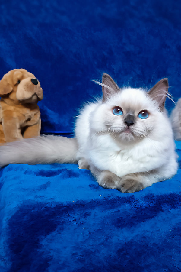 Gerda | Siberian Kitten