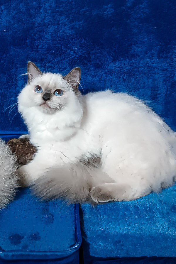 Gerda | Siberian Kitten