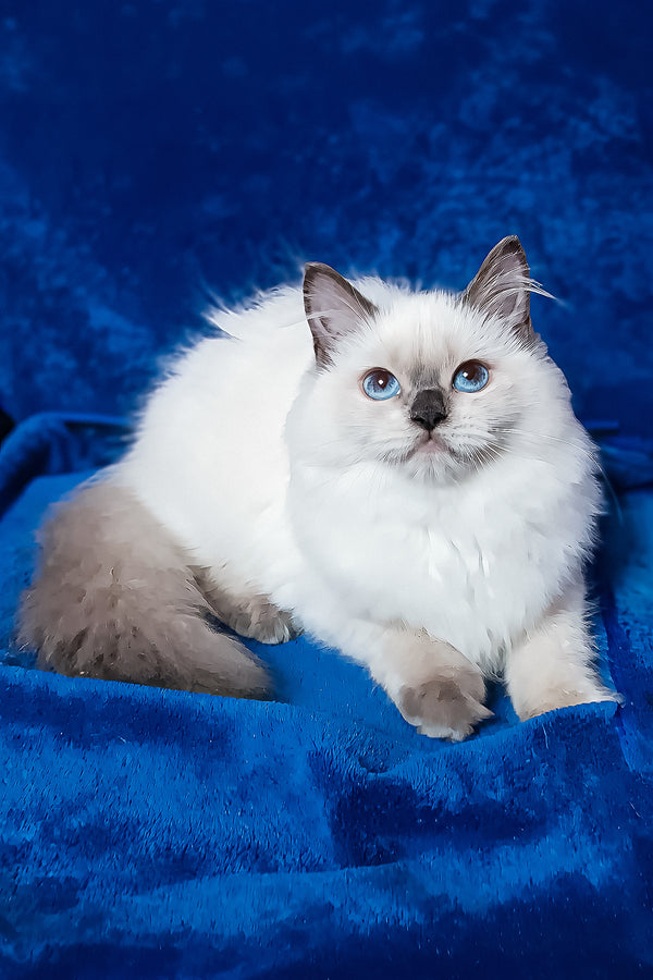 Gerda | Siberian Kitten