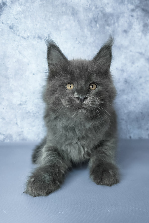 Gideon | Maine Coon Kitten