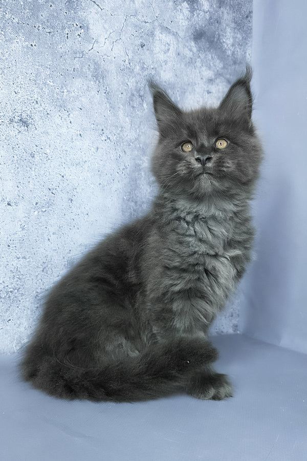 Gideon | Maine Coon Kitten