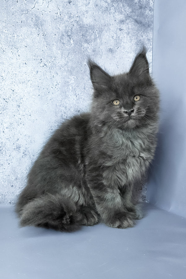 Gideon | Maine Coon Kitten