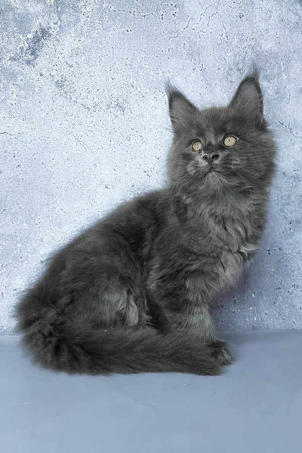 Gideon | Maine Coon Kitten
