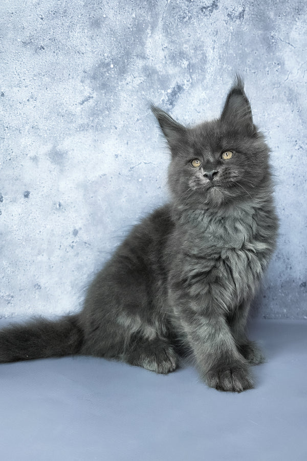 Gideon | Maine Coon Kitten