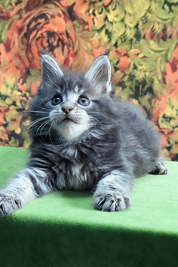 Gideon | Maine Coon Kitten