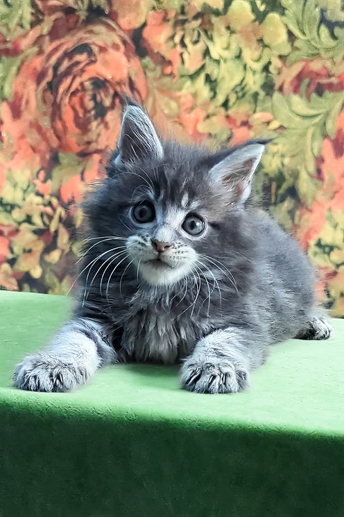 Gideon | Maine Coon Kitten