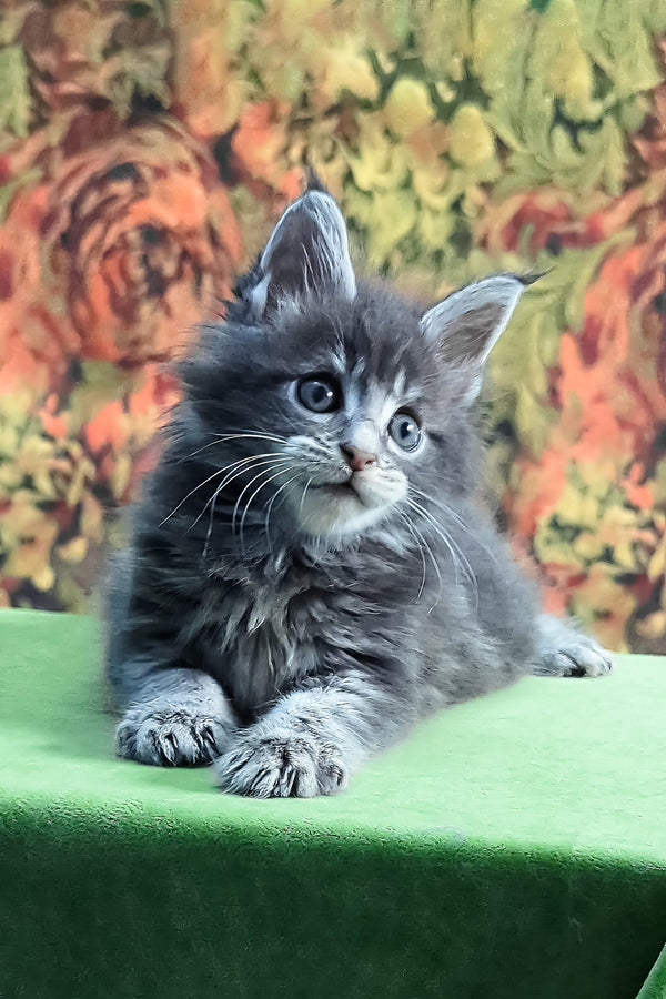 Gideon | Maine Coon Kitten
