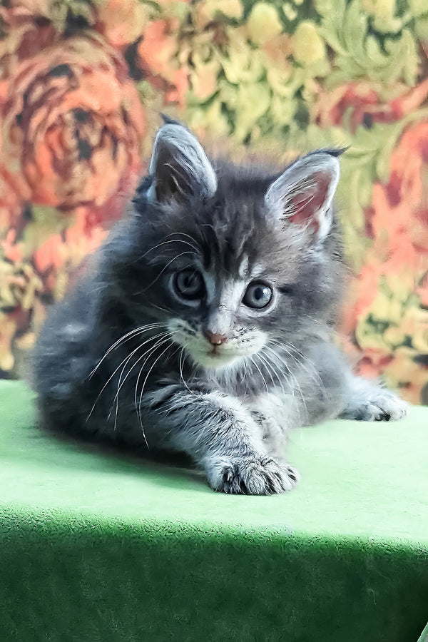 Gideon | Maine Coon Kitten