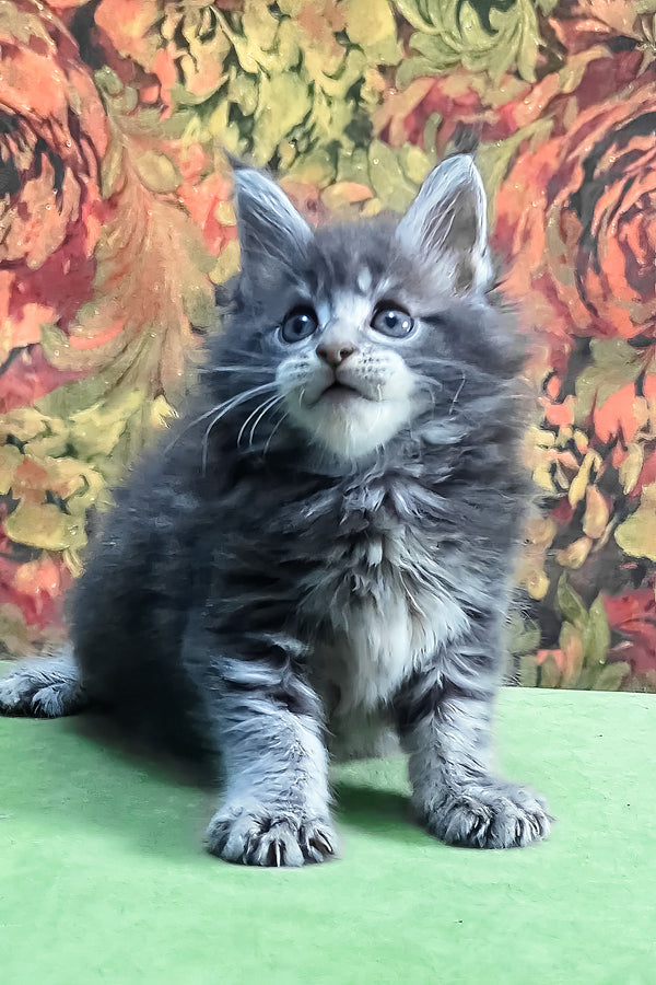 Gideon | Maine Coon Kitten