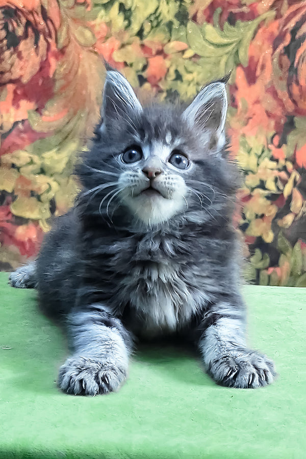 Gideon | Maine Coon Kitten