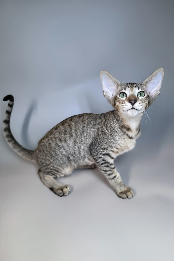 Gideon | Oriental Shorthair Kitten
