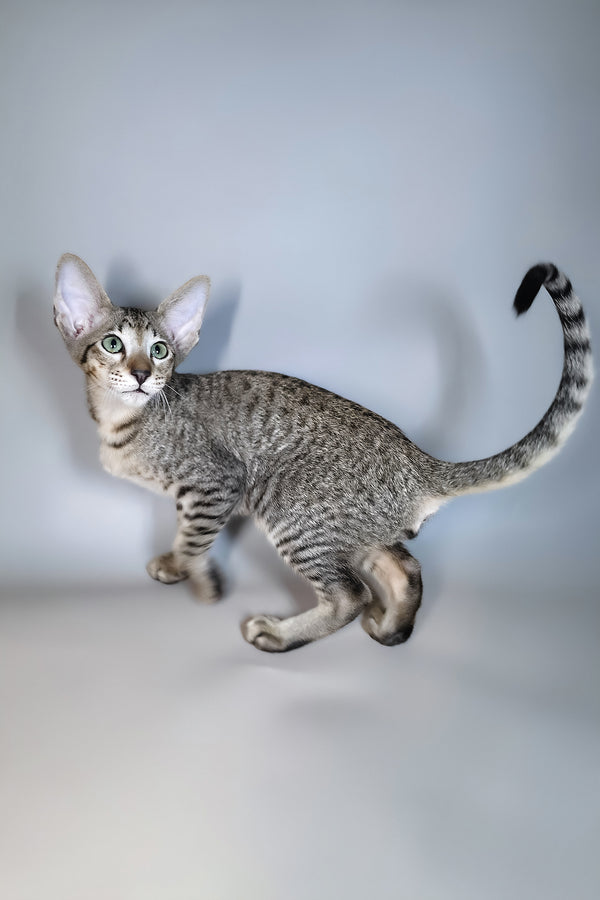 Gideon | Oriental Shorthair Kitten