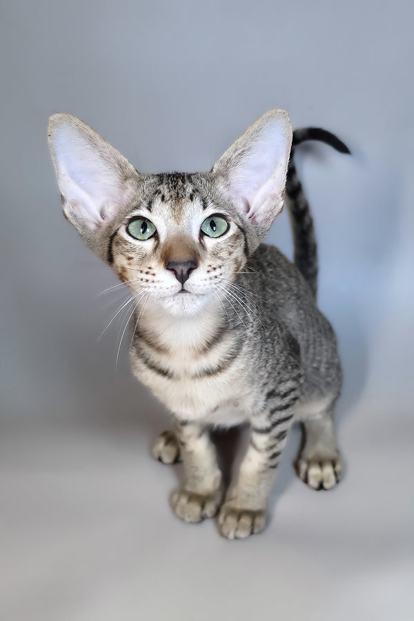 Gideon | Oriental Shorthair Kitten