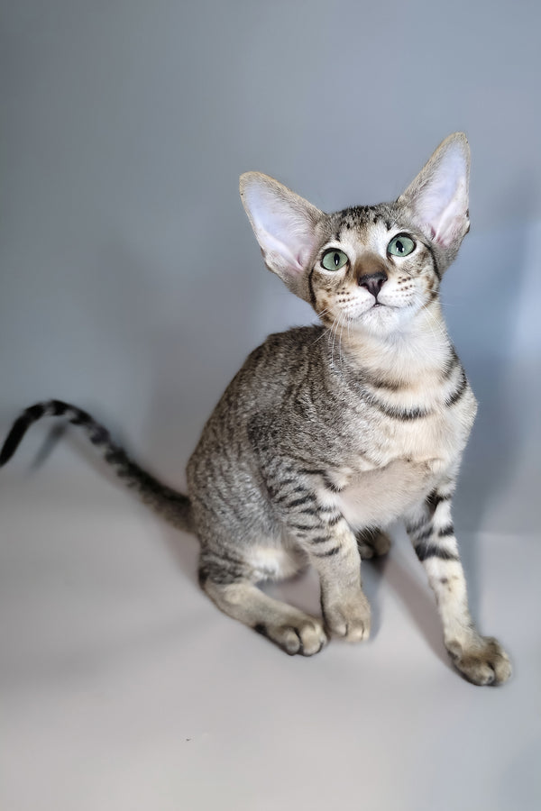 Gideon | Oriental Shorthair Kitten