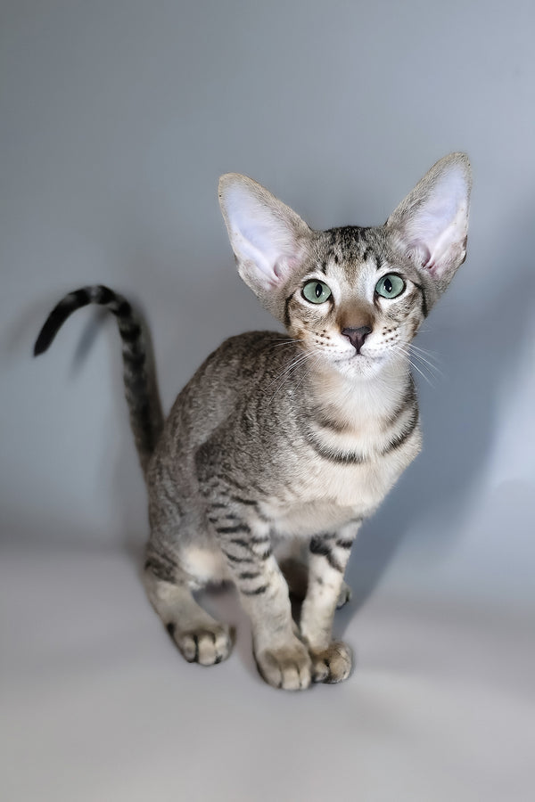 Gideon | Oriental Shorthair Kitten
