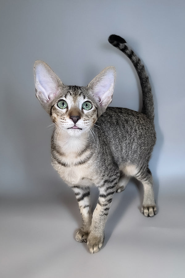 Gideon | Oriental Shorthair Kitten