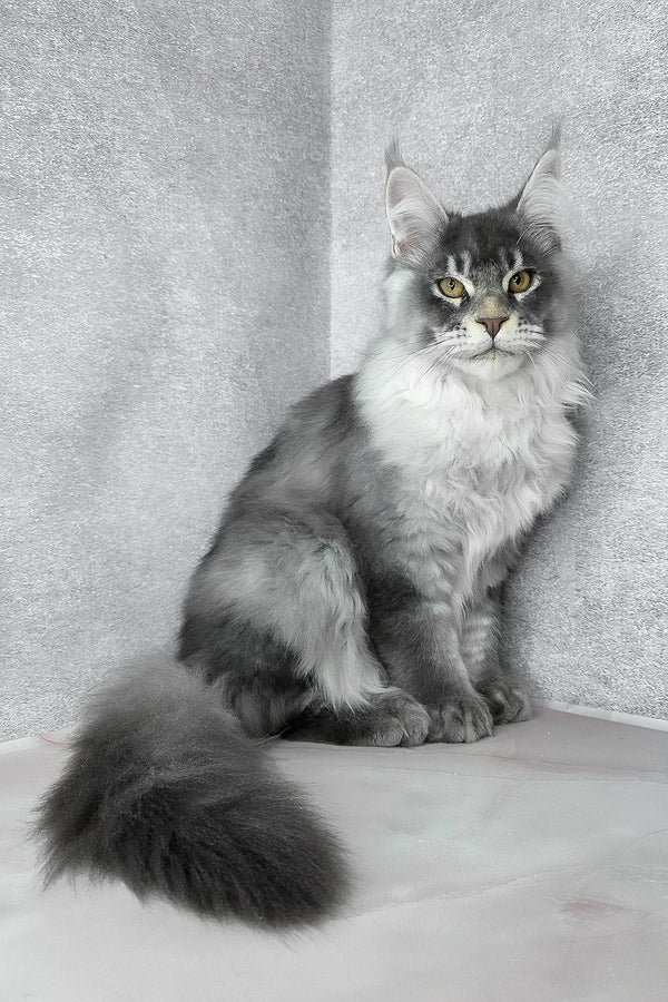 Gilbert | Maine Coon Kitten
