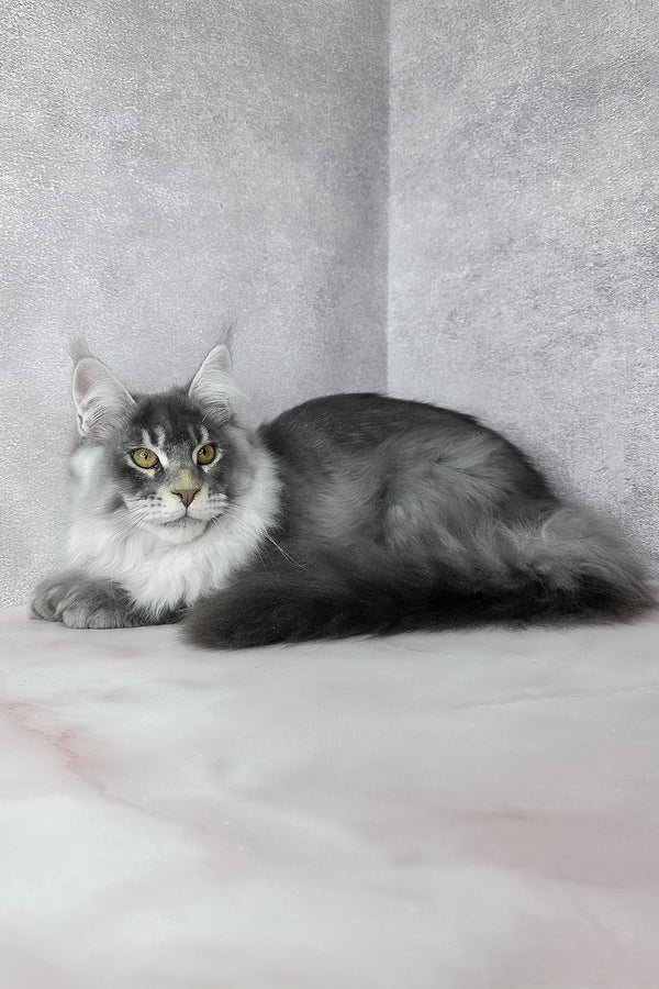 Gilbert | Maine Coon Kitten