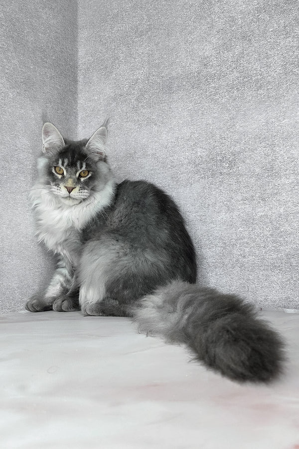 Gilbert | Maine Coon Kitten