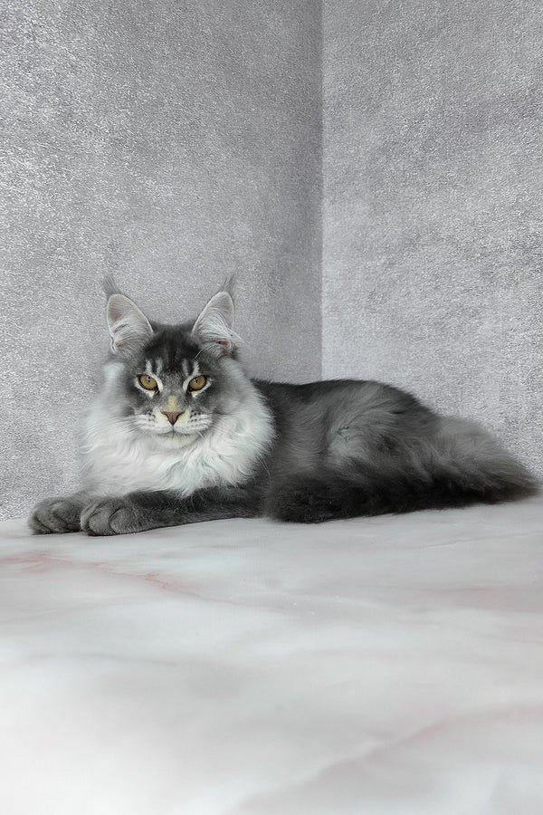 Gilbert | Maine Coon Kitten