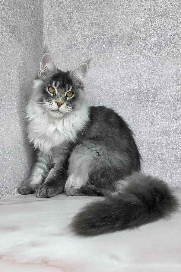 Gilbert | Maine Coon Kitten