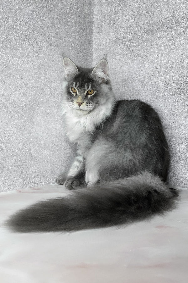 Gilbert | Maine Coon Kitten