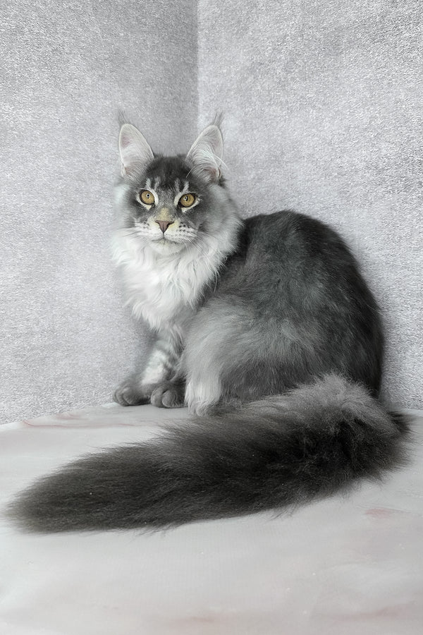 Gilbert | Maine Coon Kitten