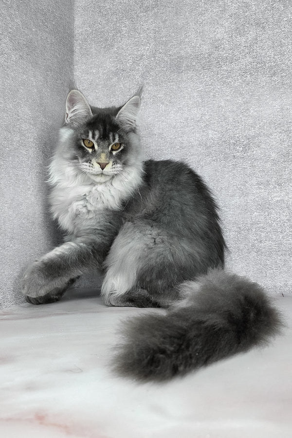 Gilbert | Maine Coon Kitten