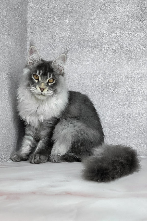 Gilbert | Maine Coon Kitten