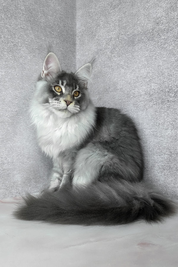Gilbert | Maine Coon Kitten