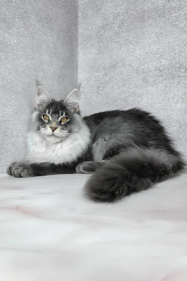 Gilbert | Maine Coon Kitten