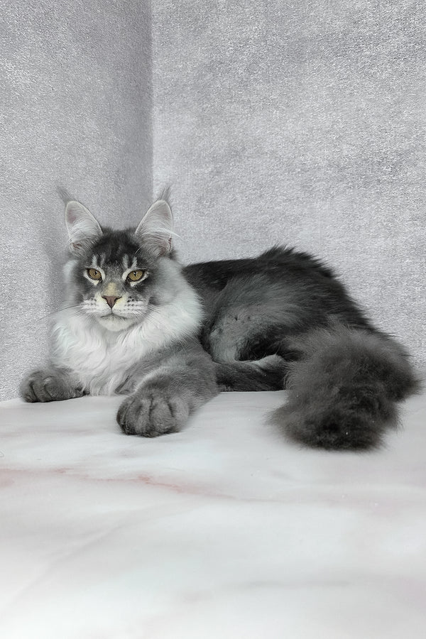 Gilbert | Maine Coon Kitten