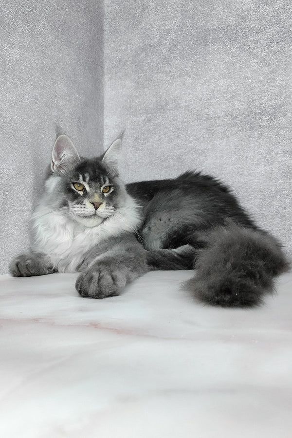 Gilbert | Maine Coon Kitten
