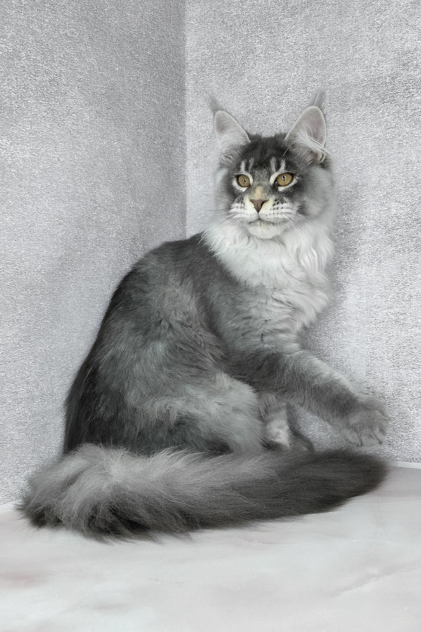 Gilbert | Maine Coon Kitten