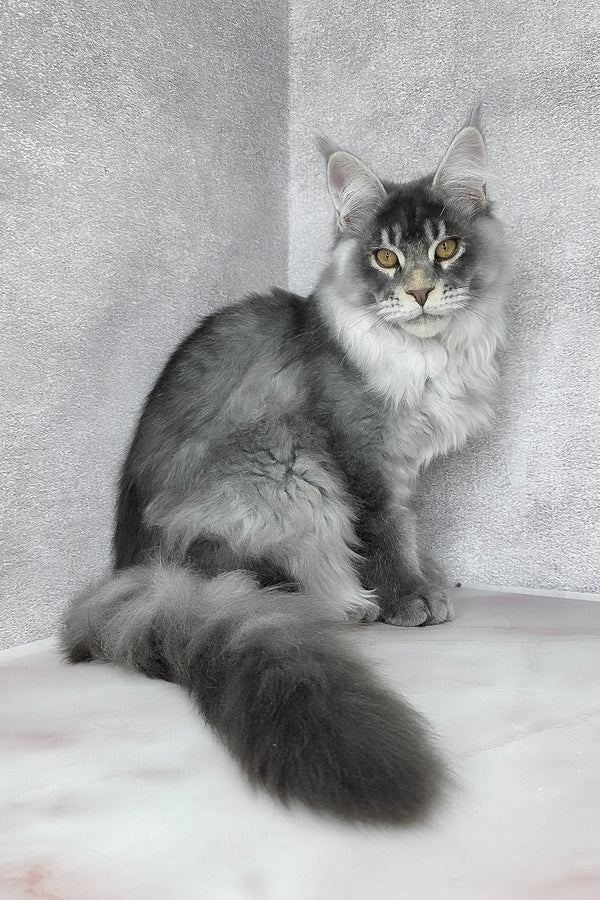 Gilbert | Maine Coon Kitten