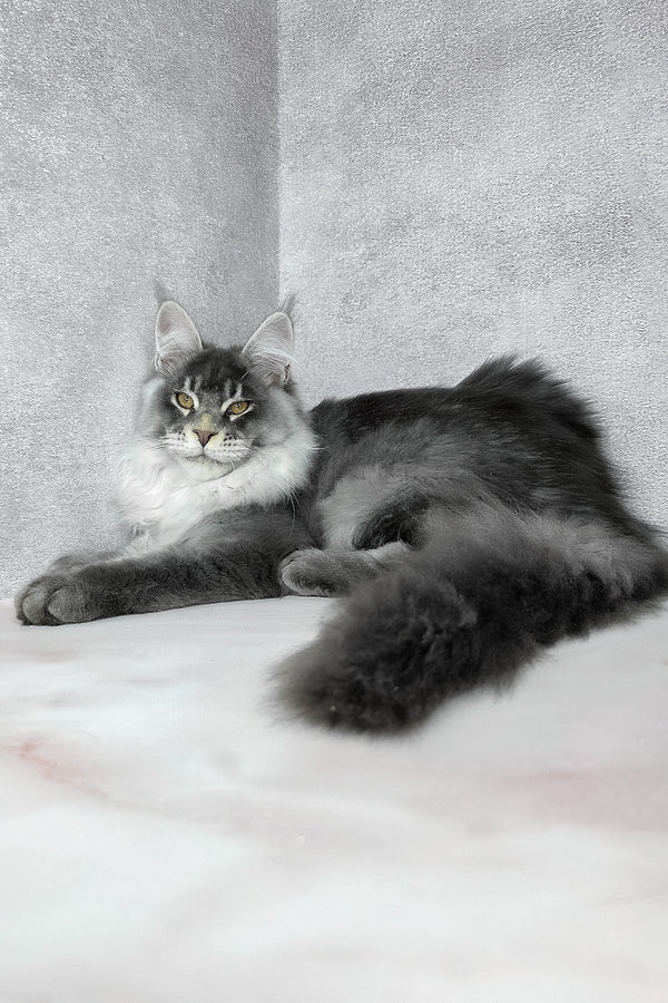 Gilbert | Maine Coon Kitten