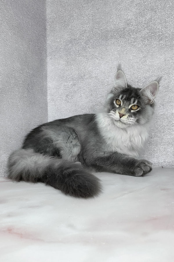 Gilbert | Maine Coon Kitten