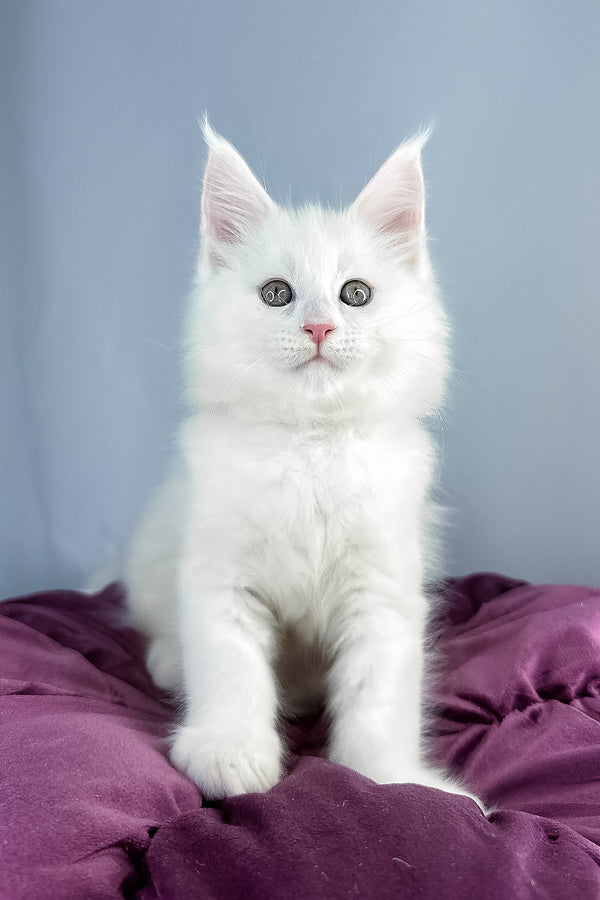 Gilbert | Maine Coon Kitten