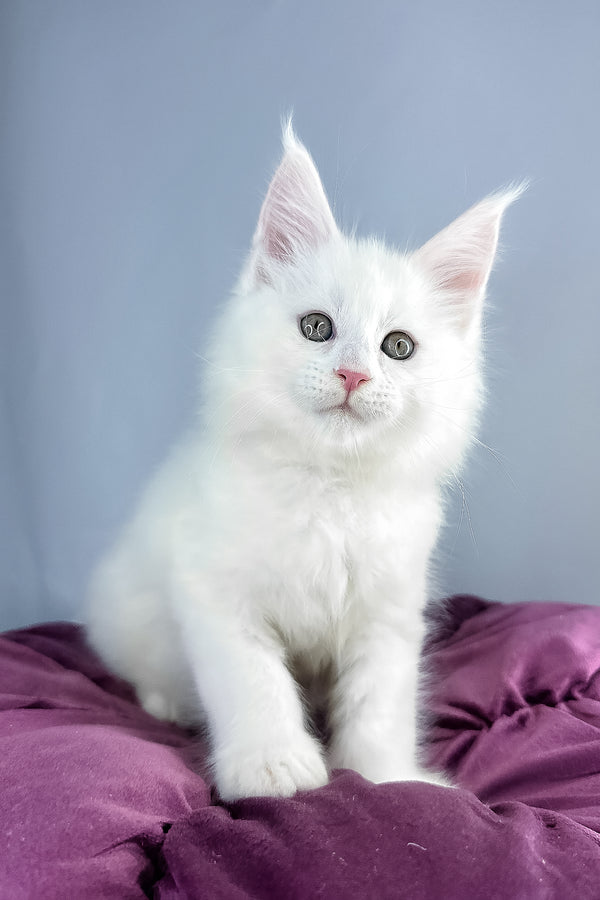 Gilbert | Maine Coon Kitten