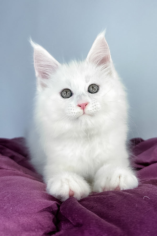 Gilbert | Maine Coon Kitten