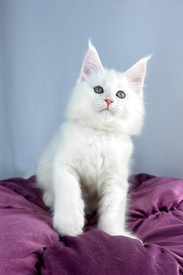 Gilbert | Maine Coon Kitten