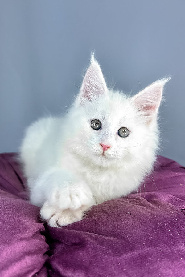 Gilbert | Maine Coon Kitten