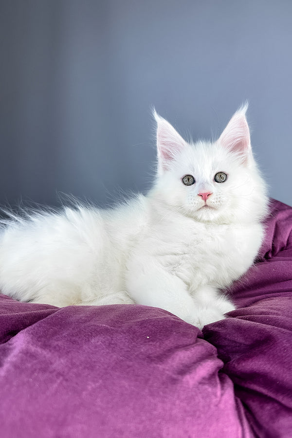 Gilbert | Maine Coon Kitten