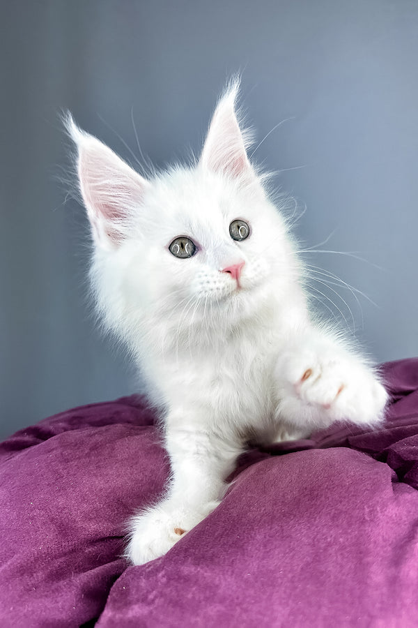 Gilbert | Maine Coon Kitten
