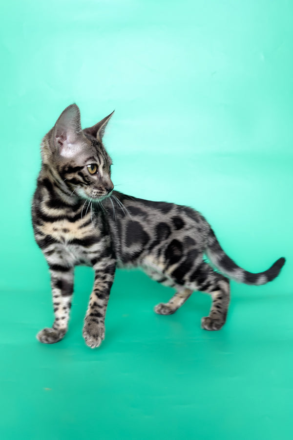 Gina | Bengal Kitten