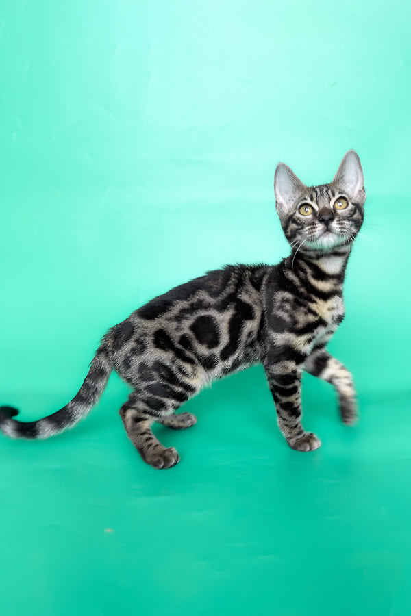 Gina | Bengal Kitten