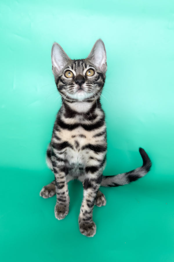 Gina | Bengal Kitten