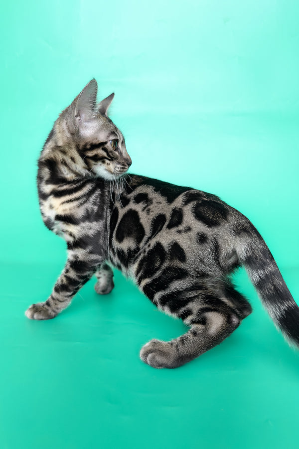 Gina | Bengal Kitten